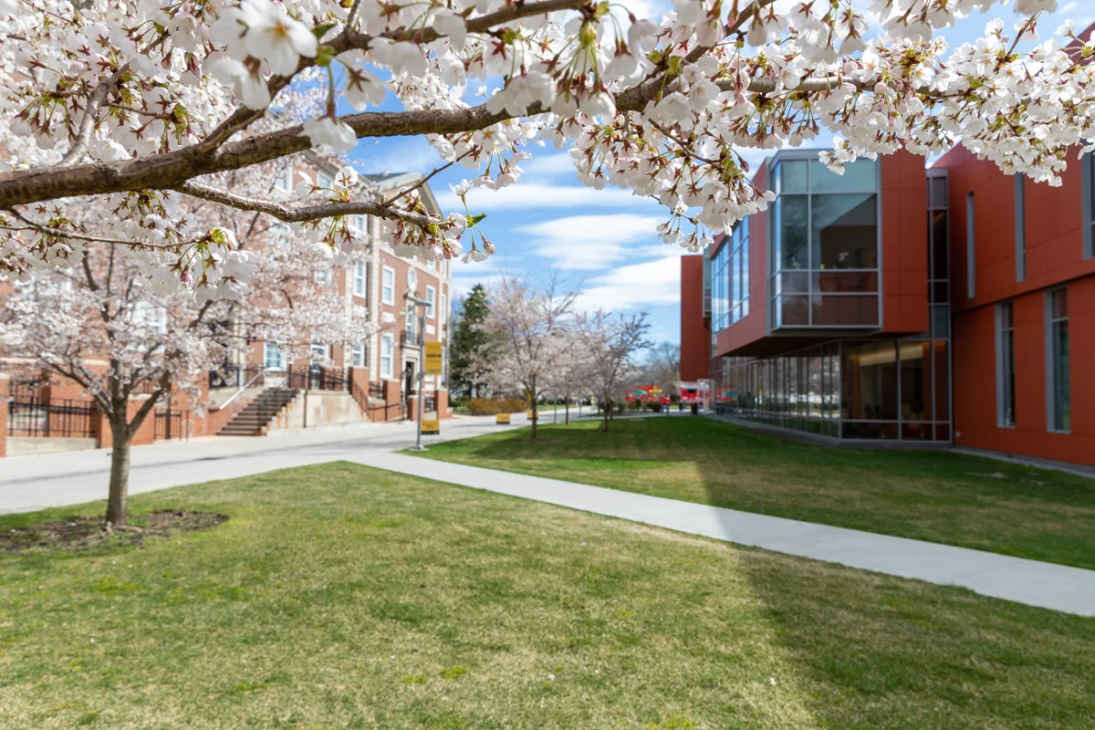 Adelphi University